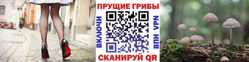 Псилоцибиновые грибы Cubensis  Купить закладки  Петухово 
